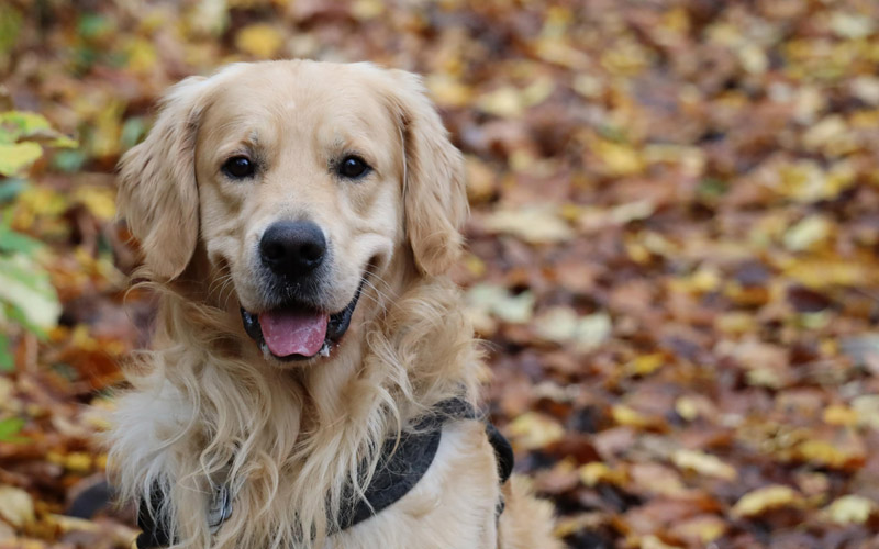 狗狗语言翻译 -- 封面