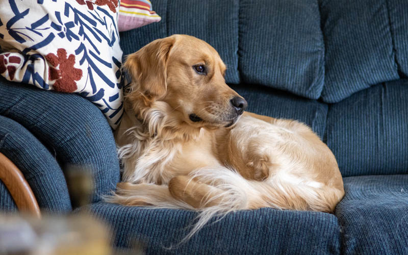 狗狗语言翻译 -- 结尾